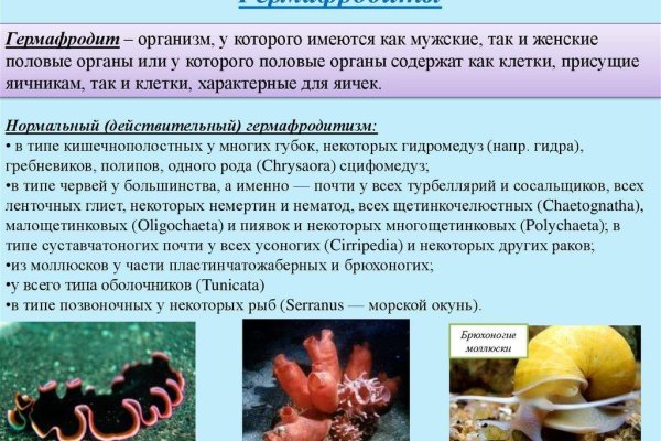 Darknet как войти