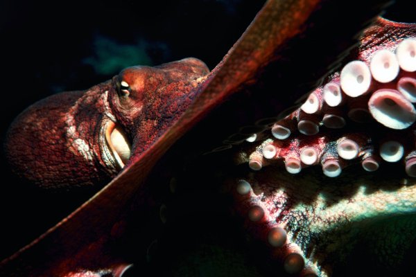 Kraken 21at