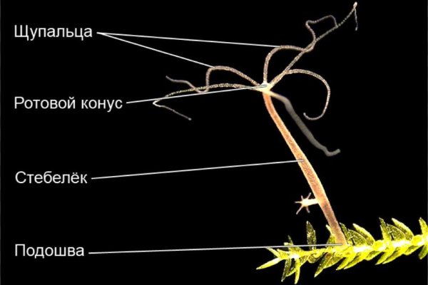 Ссылки кракен телеграф